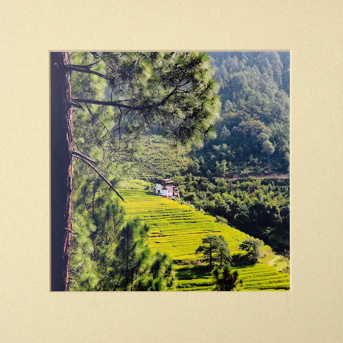 Rýžové terasy, Punakha, Bhútán